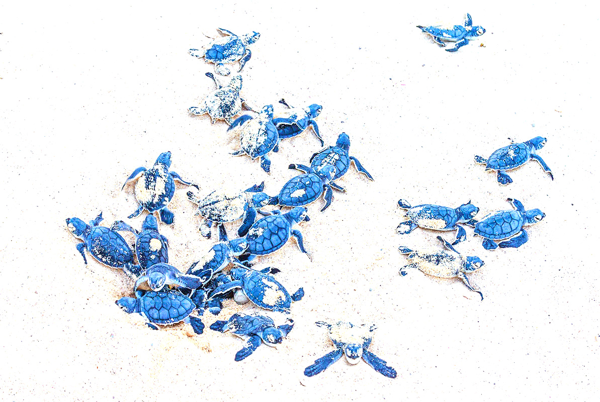 image of blue baby turtles