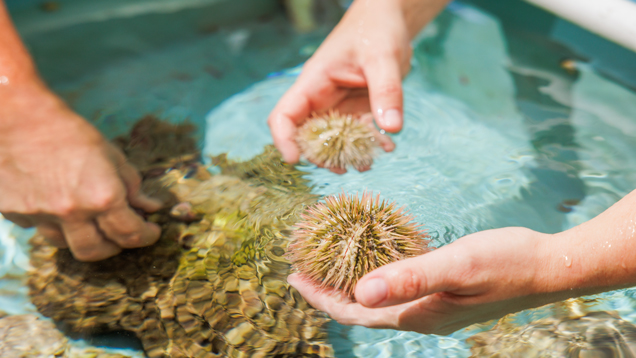 At the lab students looking at corals and sea urchins