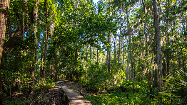 Cypress forest in Florida