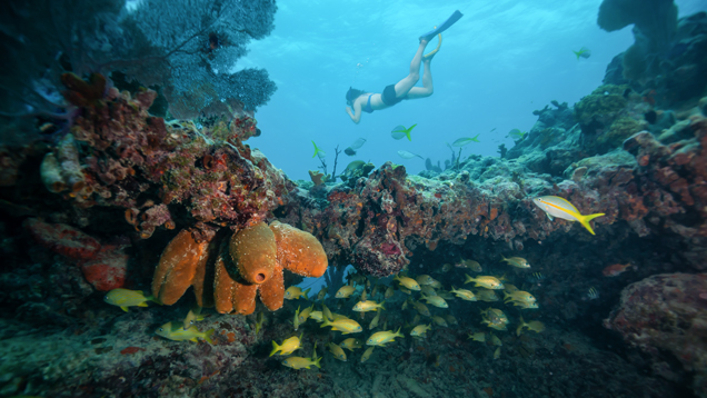 Snorkeling at reef underwater