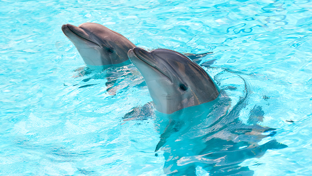 Two dolphins in the water