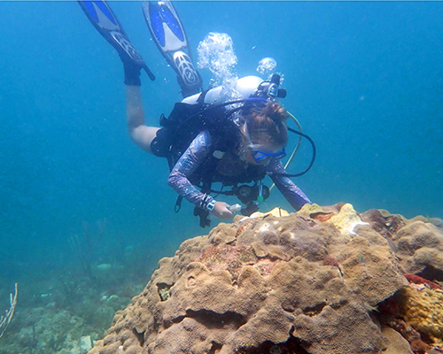 NSU diver treating large coral